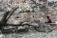 cherry-inokashira1.jpg