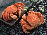 crabs.jpg