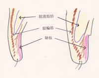 eyelidschem.jpg