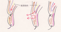 eyelidschema4.jpg