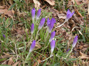 flowers6.jpg