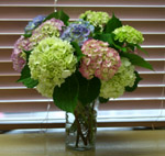 hydrangea.jpg