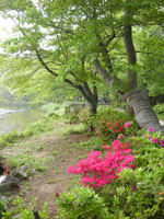 inokasirapark13.jpg