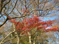 inokashirapark1224-2.jpg