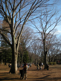 inokashirapark1224.jpg