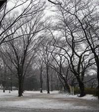 inokashirapark6.jpg