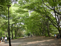 inokasirapark16.jpg