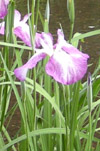 iris2.jpg