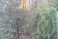tokyosnow.jpg