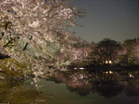 yozakura-inokashirapark.jpg